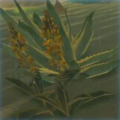 191 ビリビリハーブの画像