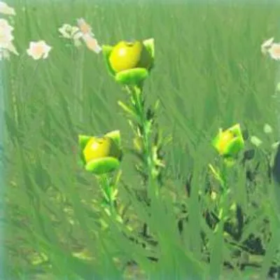 186 ハイラル草の画像