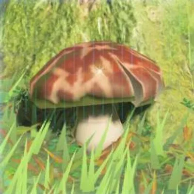 183 ツルギダケの画像