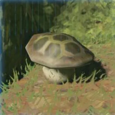 184 ヨロイダケの画像