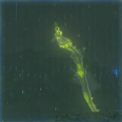 155 フロドラの画像