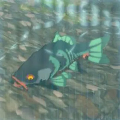 57 ヨロイゴイの画像