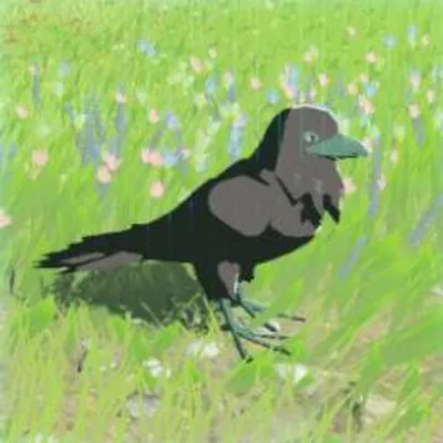 40 ヤマガラスの画像