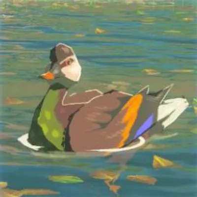 41 シラホシガモの画像