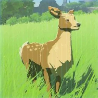 15 ヤマシカ（雌）の画像