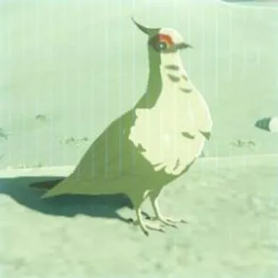 39 マシロバトの画像