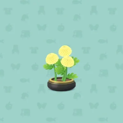 きいろいピンポンギクの画像