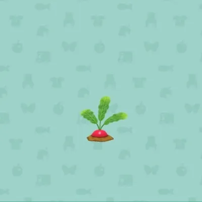 あかいラディッシュの画像