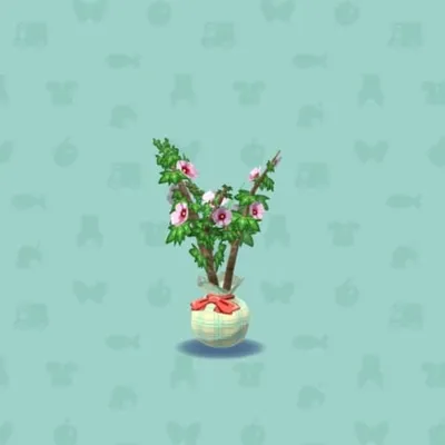 ムクゲの画像