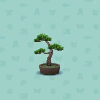 アカマツのぼんさいの画像