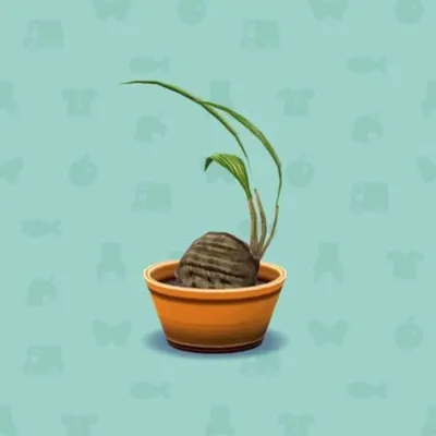 ココヤシの画像