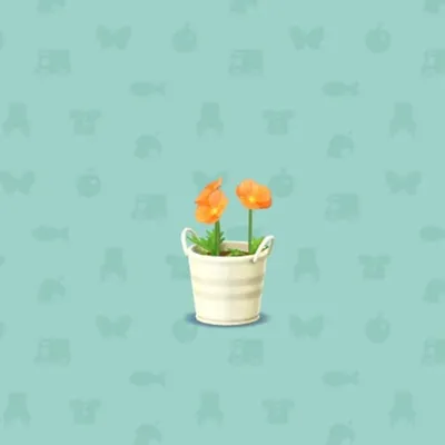オレンジのポピーの画像