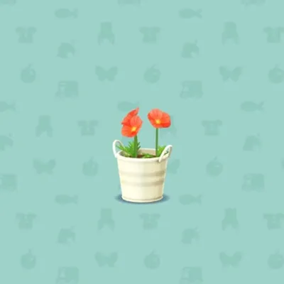 あかいポピーの画像
