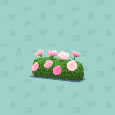 シャクヤクのいけがきAの画像