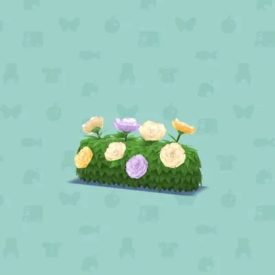 シャクヤクのいけがきBの画像