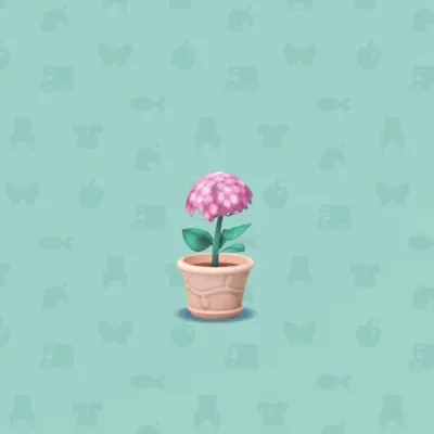 ピンクのいちりんあじさいの画像
