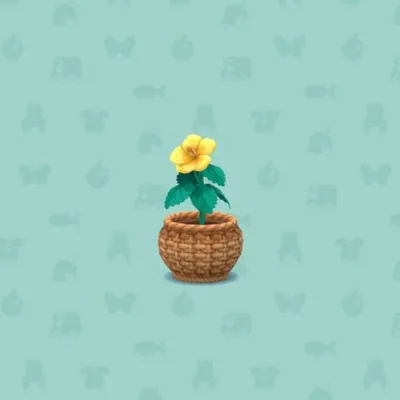 きいろいハワイアンハイビスカスの画像