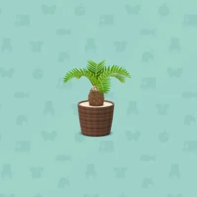 ソテツのはちうえの画像