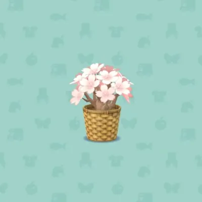 しろいミニさくらの画像