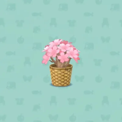 ピンクのミニさくらの画像