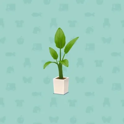 オーガスタのプランターの画像