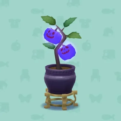 むらさきのひかるミニパンプキンの画像