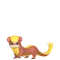 ヤングース