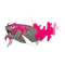 イダイトウ(オス)