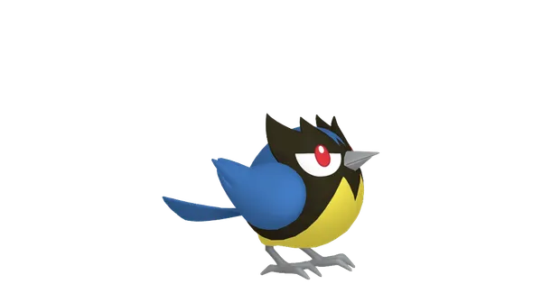 ココガラの画像