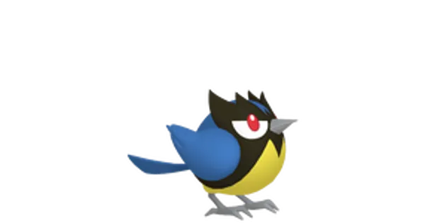 ココガラの画像