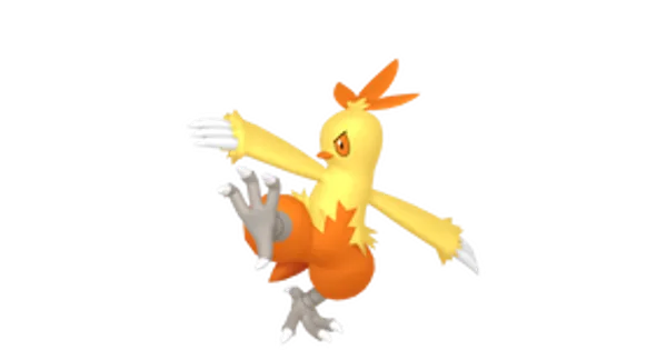 ワカシャモの画像